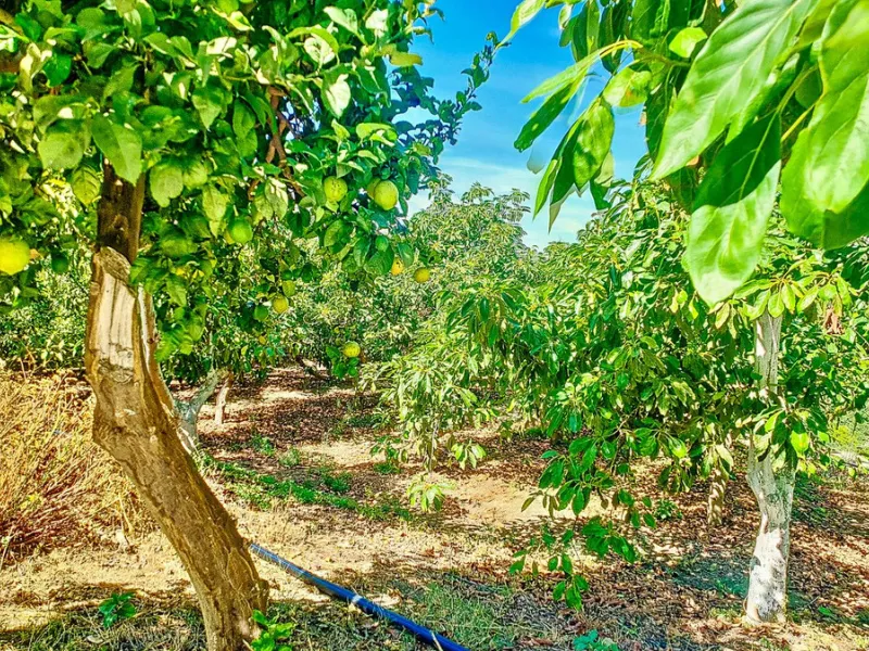 Profitable Mango & Avocado Finca in Vélez-Málaga – High-Yield Investment