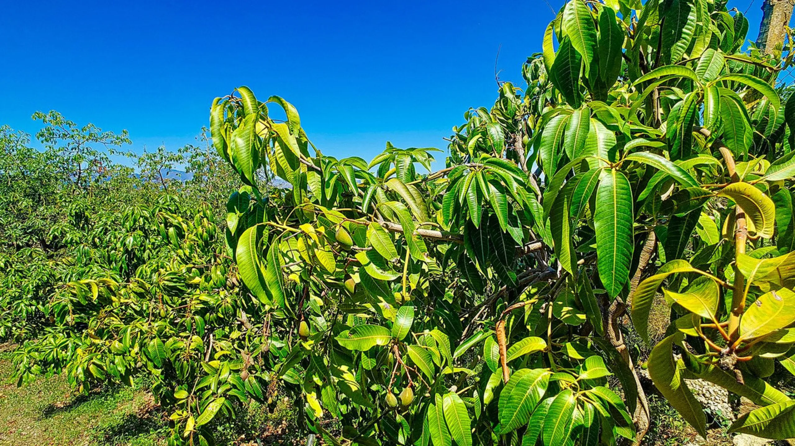 Profitable Mango & Avocado Finca in Vélez-Málaga – High-Yield Investment