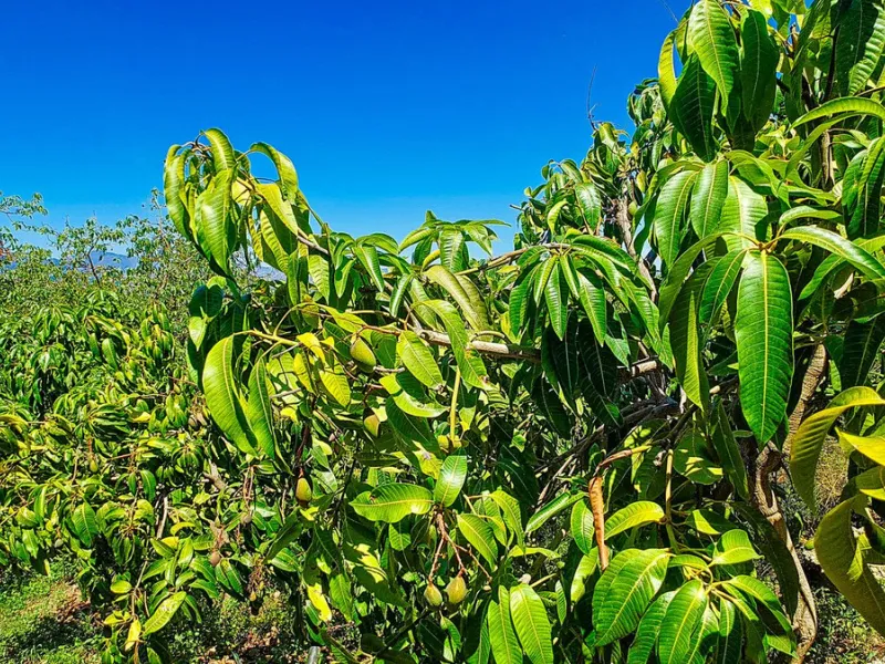 Profitable Mango & Avocado Finca in Vélez-Málaga – High-Yield Investment