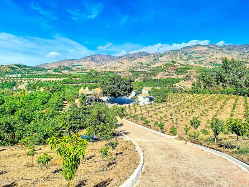 Profitable Mango & Avocado Finca in Vélez-Málaga – High-Yield Investment