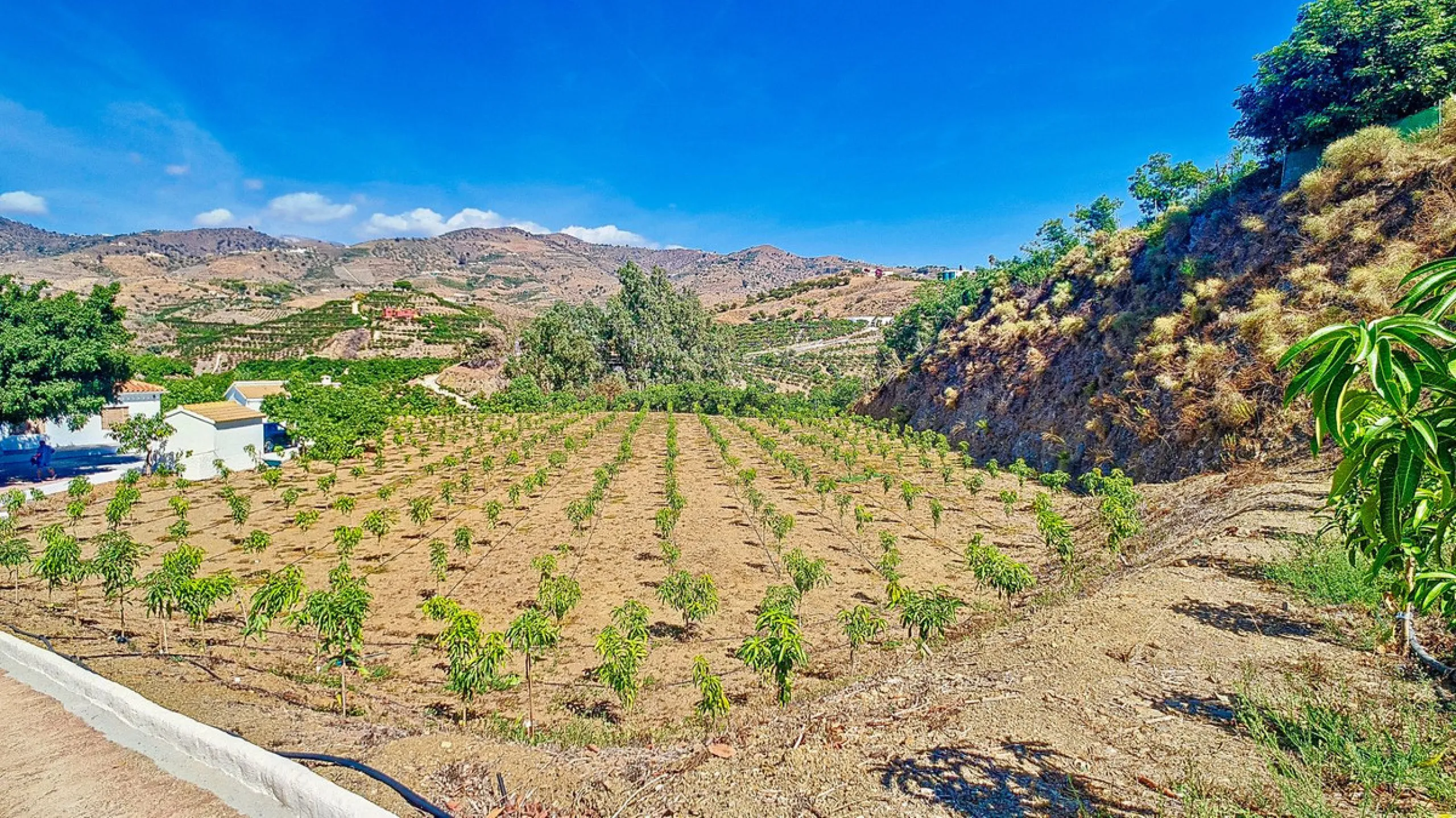 Profitable Mango & Avocado Finca in Vélez-Málaga – High-Yield Investment