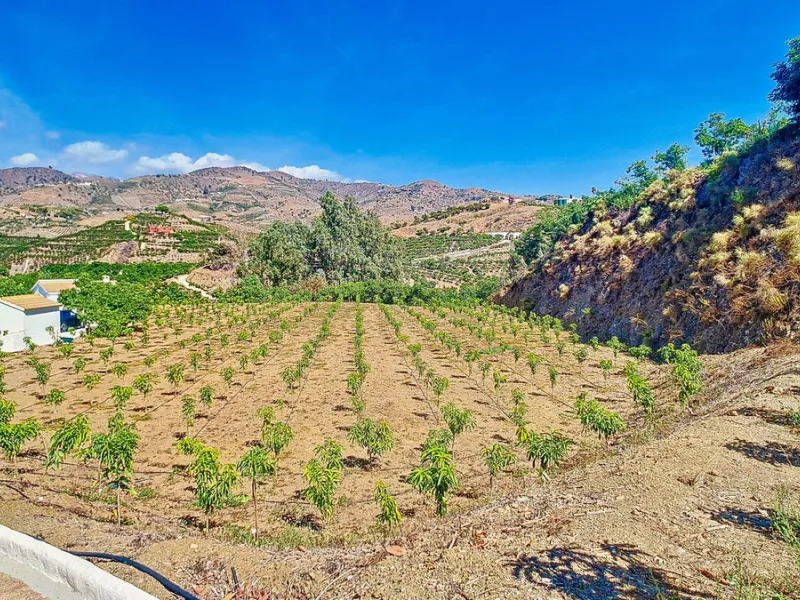 Profitable Mango & Avocado Finca in Vélez-Málaga – High-Yield Investment