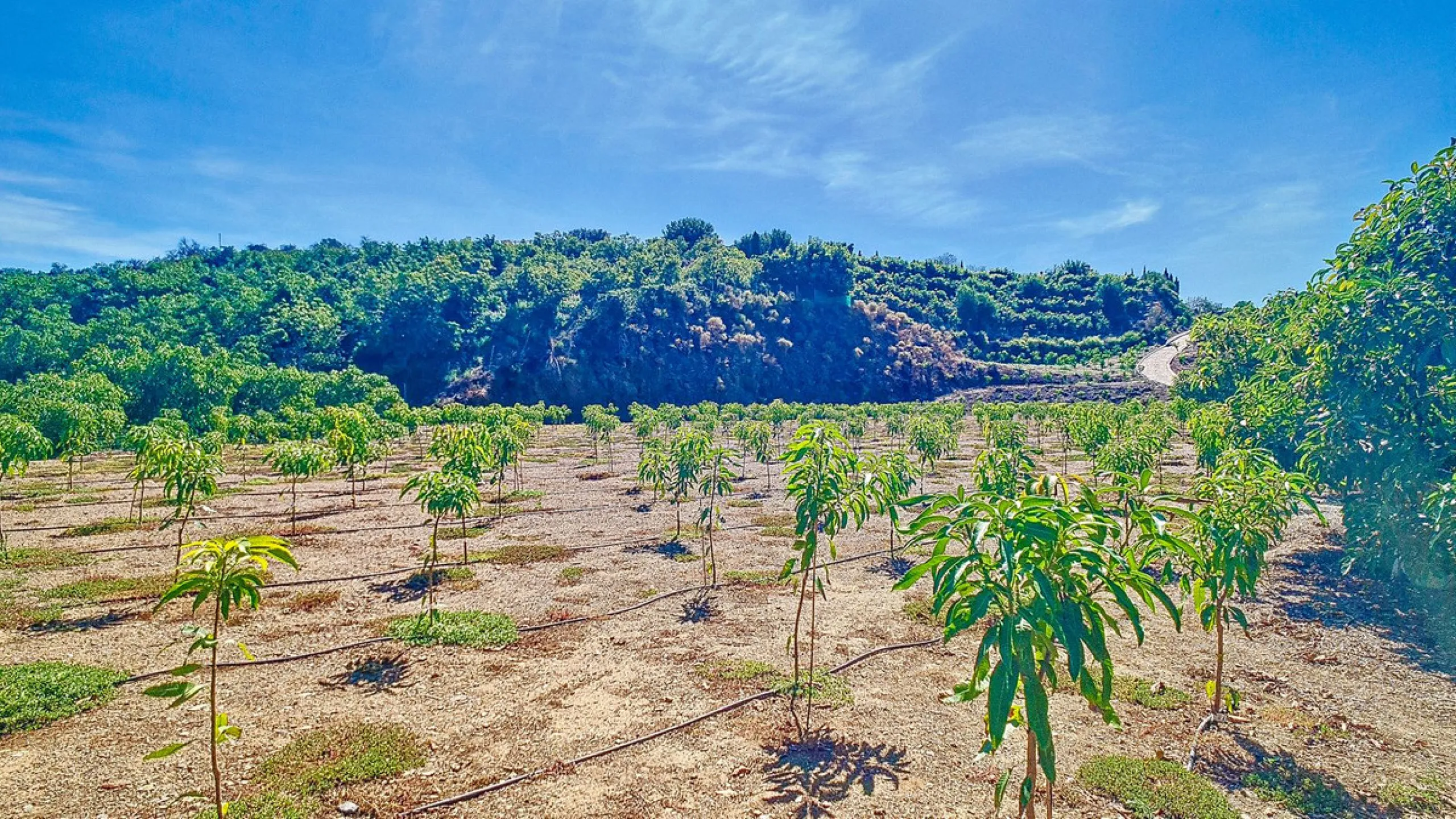 Profitable Mango & Avocado Finca in Vélez-Málaga – High-Yield Investment