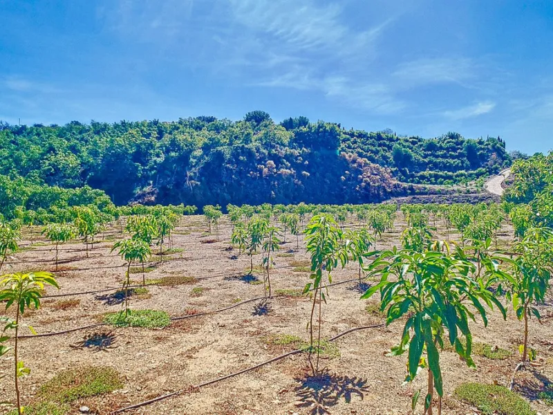 Profitable Mango & Avocado Finca in Vélez-Málaga – High-Yield Investment