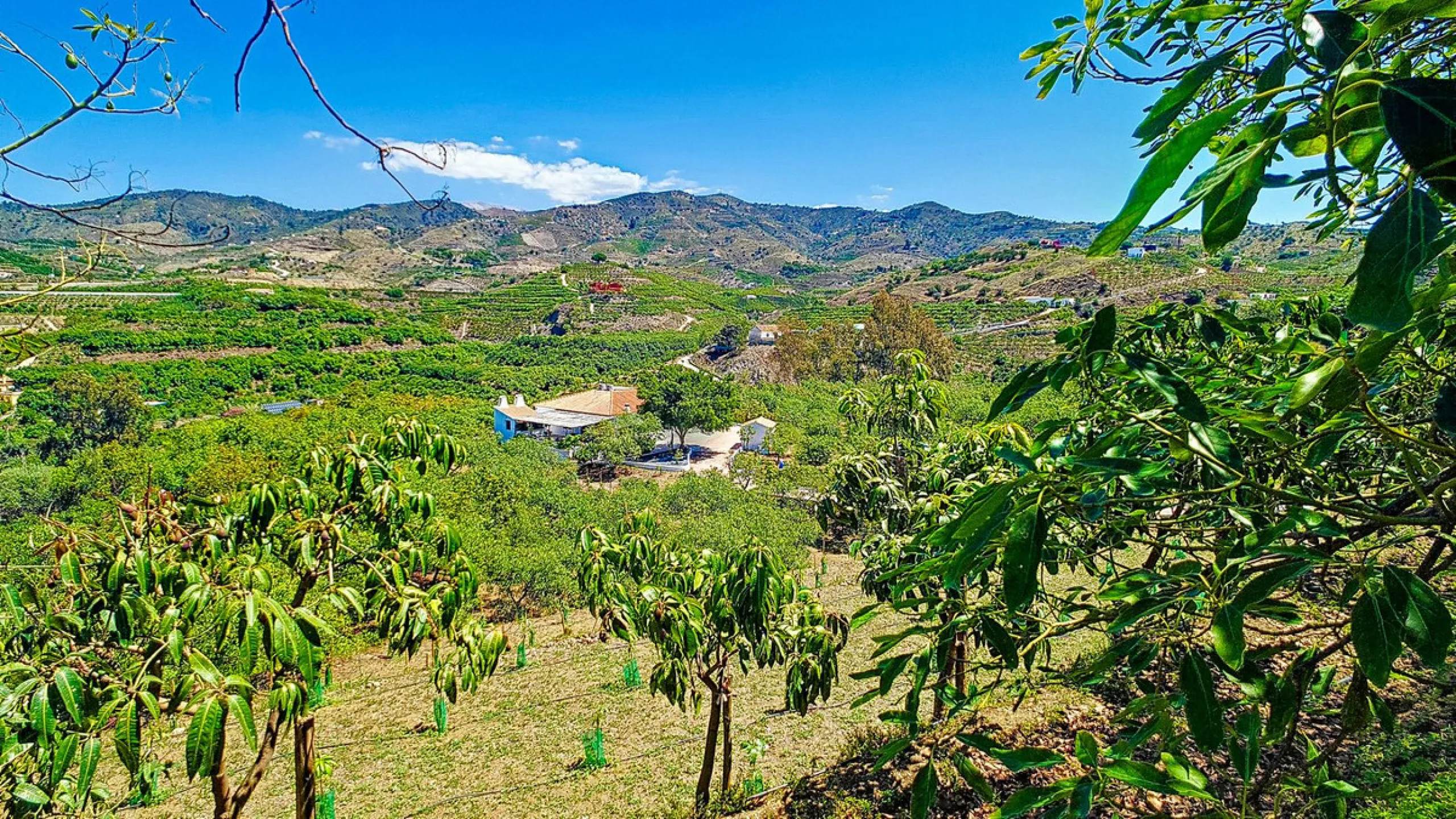 Profitable Mango & Avocado Finca in Vélez-Málaga – High-Yield Investment