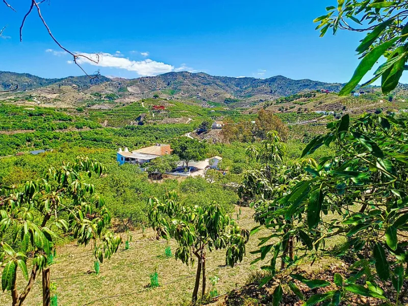 Profitable Mango & Avocado Finca in Vélez-Málaga – High-Yield Investment