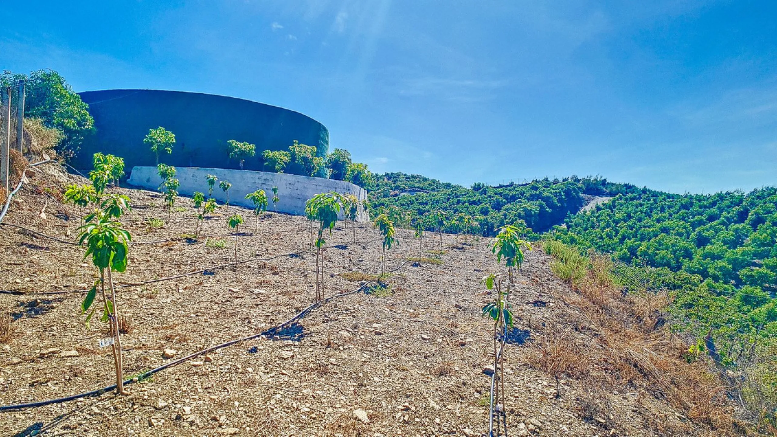 Profitable Mango & Avocado Finca in Vélez-Málaga – High-Yield Investment