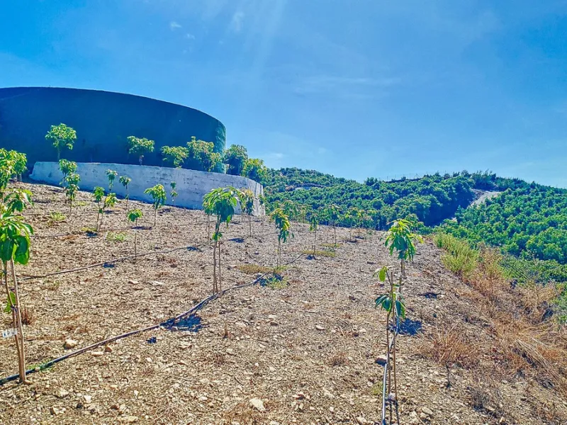 Profitable Mango & Avocado Finca in Vélez-Málaga – High-Yield Investment