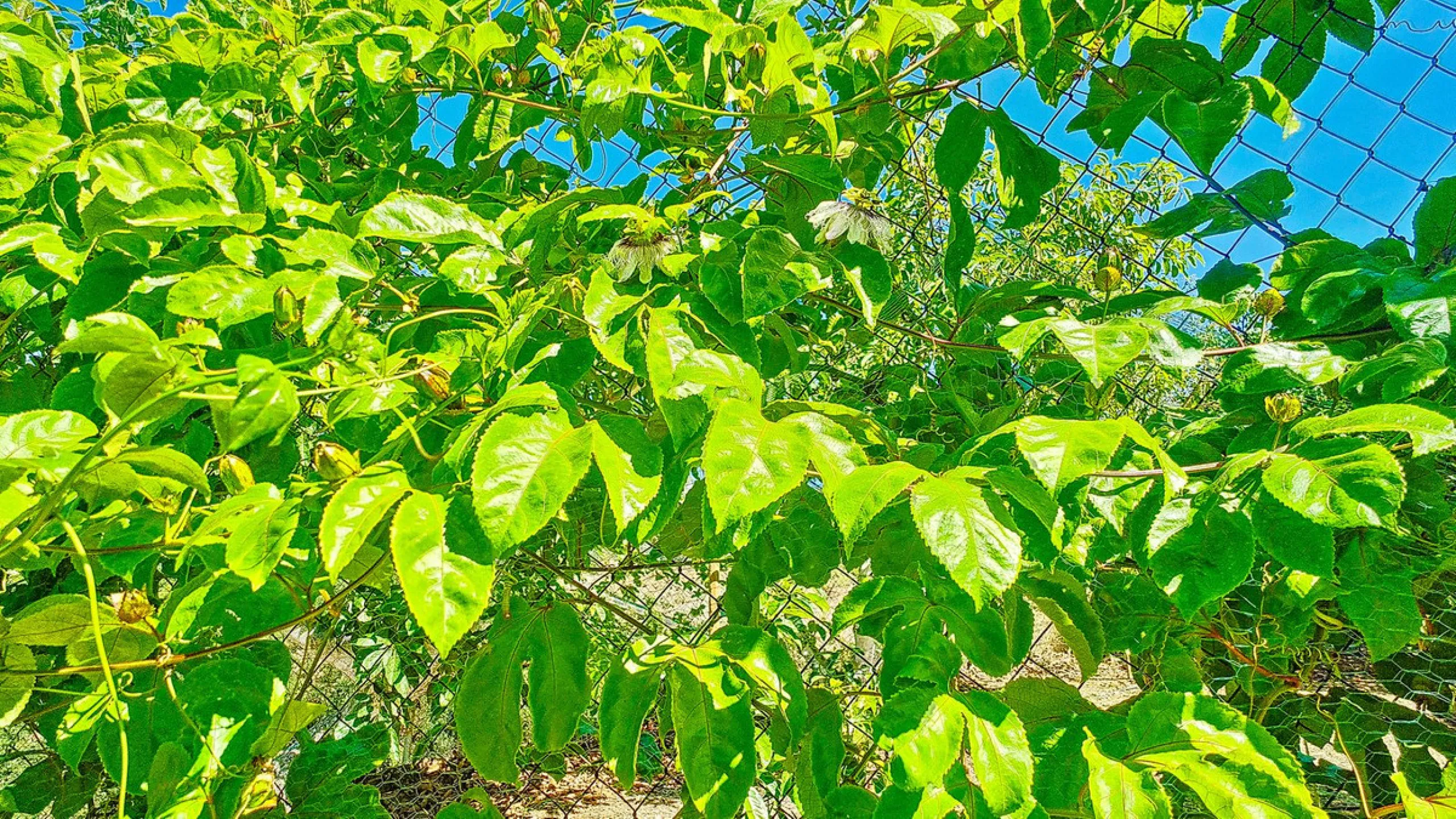 Profitable Mango & Avocado Finca in Vélez-Málaga – High-Yield Investment