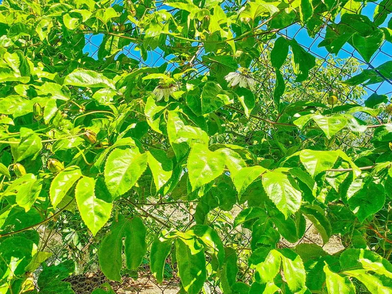 Profitable Mango & Avocado Finca in Vélez-Málaga – High-Yield Investment