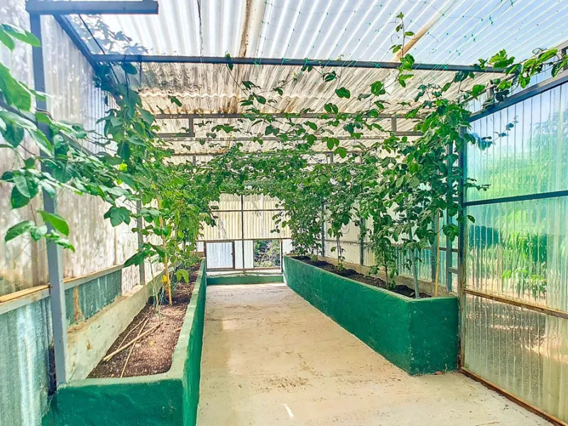 Profitable Mango & Avocado Finca in Vélez-Málaga – High-Yield Investment