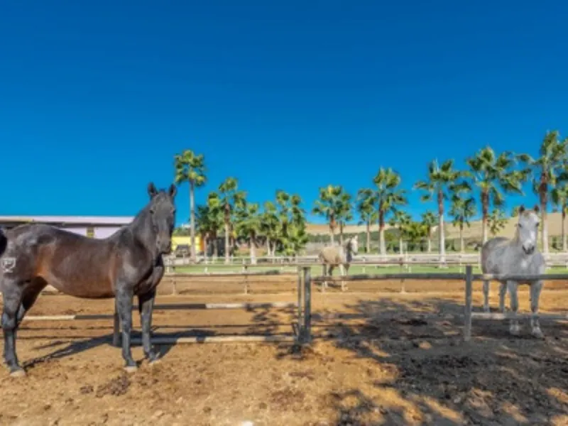 Finca - Cortijo, Coín, Costa del Sol.