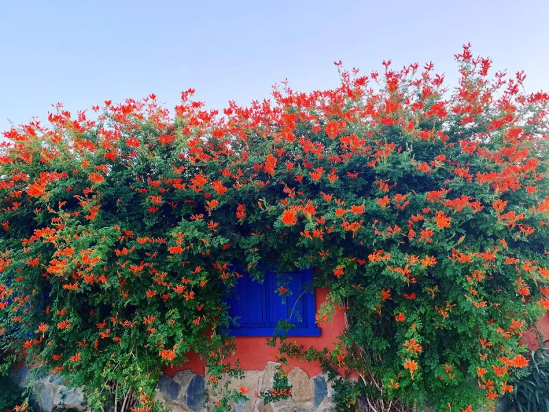 Finca - Cortijo, Coín, Costa del Sol.