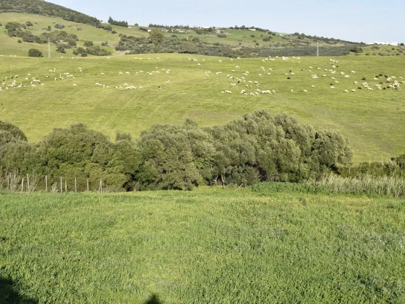 Cortijo for Sale in Casares – 25,000 m² Plot with Panoramic Sea Views near Finca Cortesín