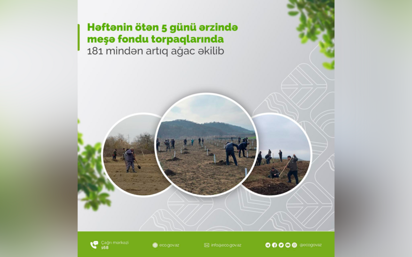 Beş gündə meşə fondu torpaqlarında 181 mindən çox ağac əkilib