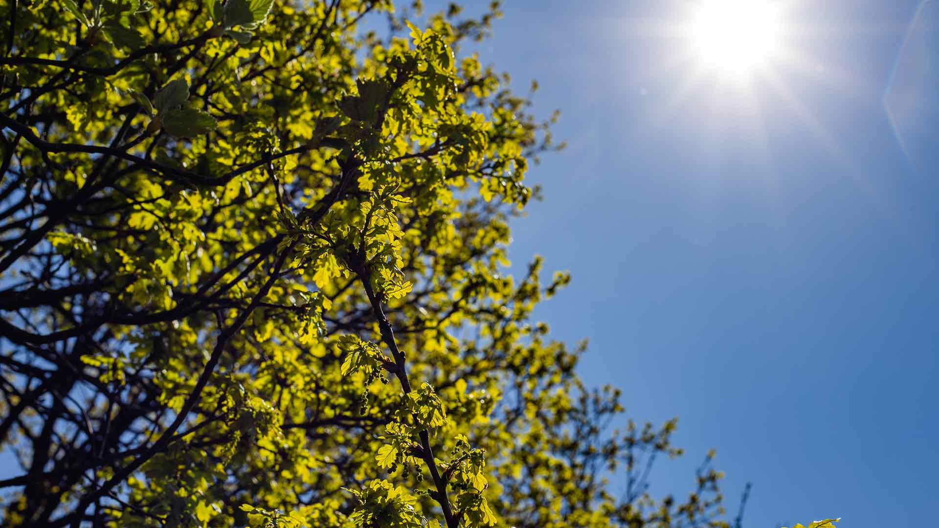 Aprel ayının son günləri temperatur qalxacaq