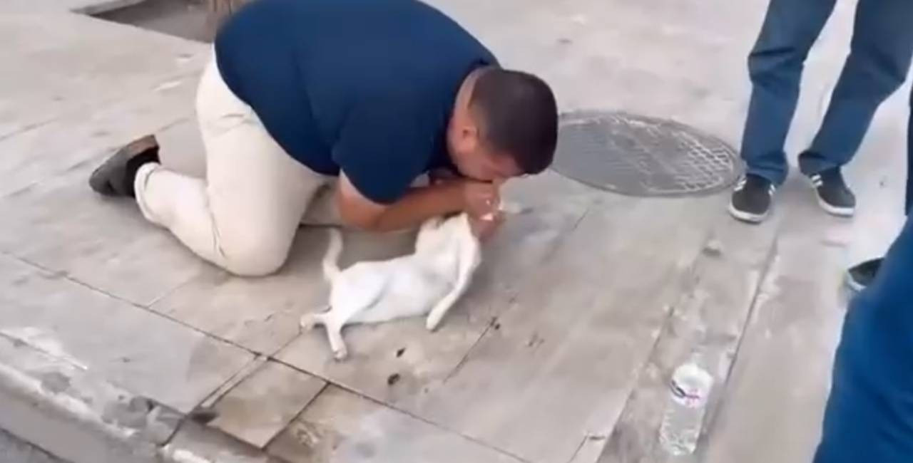 Maşının vurduğu pişiyə yolun ortasında süni tənəffüs verdi, ürəyi masaj edildi