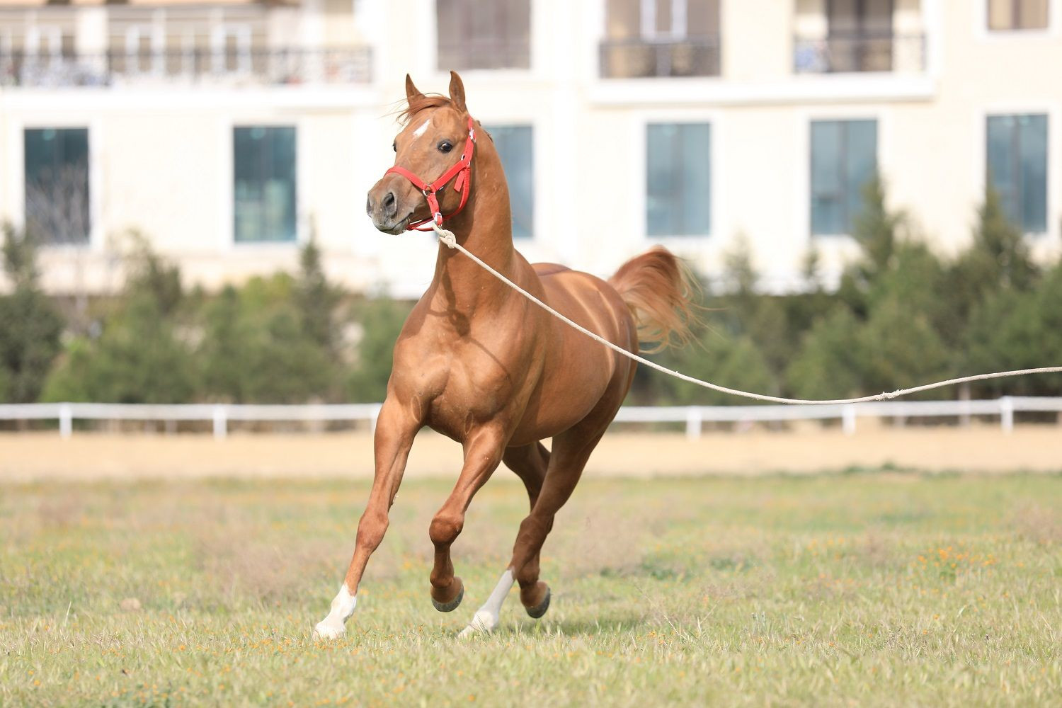 Qarabağ və Dilbaz at cinslərinin genetik xəritəsi hazırlanır