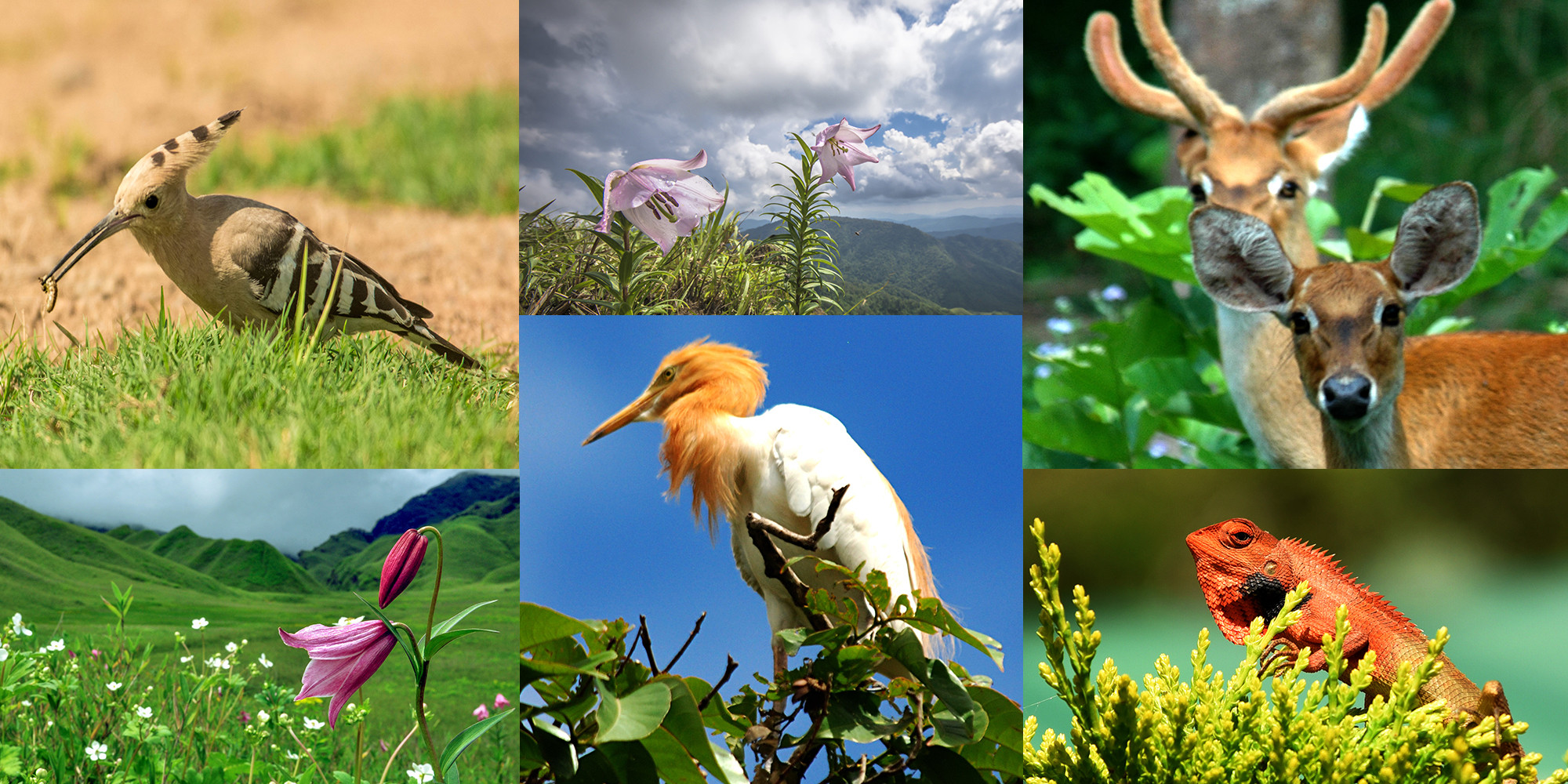 Mütəxəssis: Son 35 ildə Azərbaycanda nəsli kəsilən fauna və flora növləri artıb