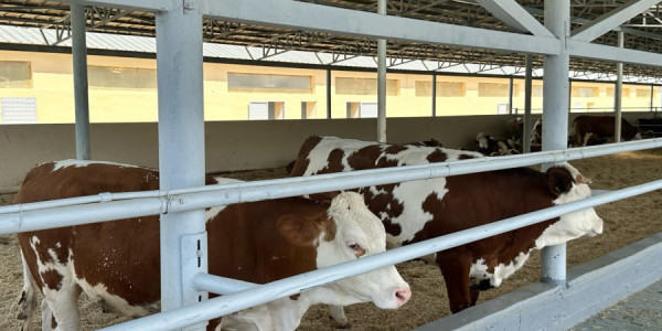 AQTA: Heyvanların daşınması ilə bağlı yeni tələblər daxili daşımalara şamil edilmir