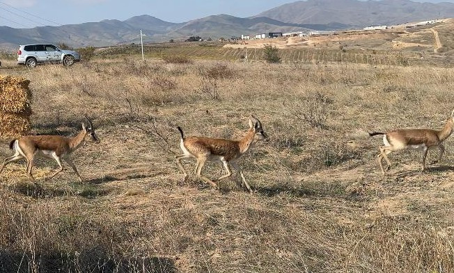 Cəbrayıla yeddi baş ceyran buraxılıb