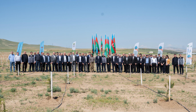 Müşfiqabadda ağacəkmə aksiyası keçirilib