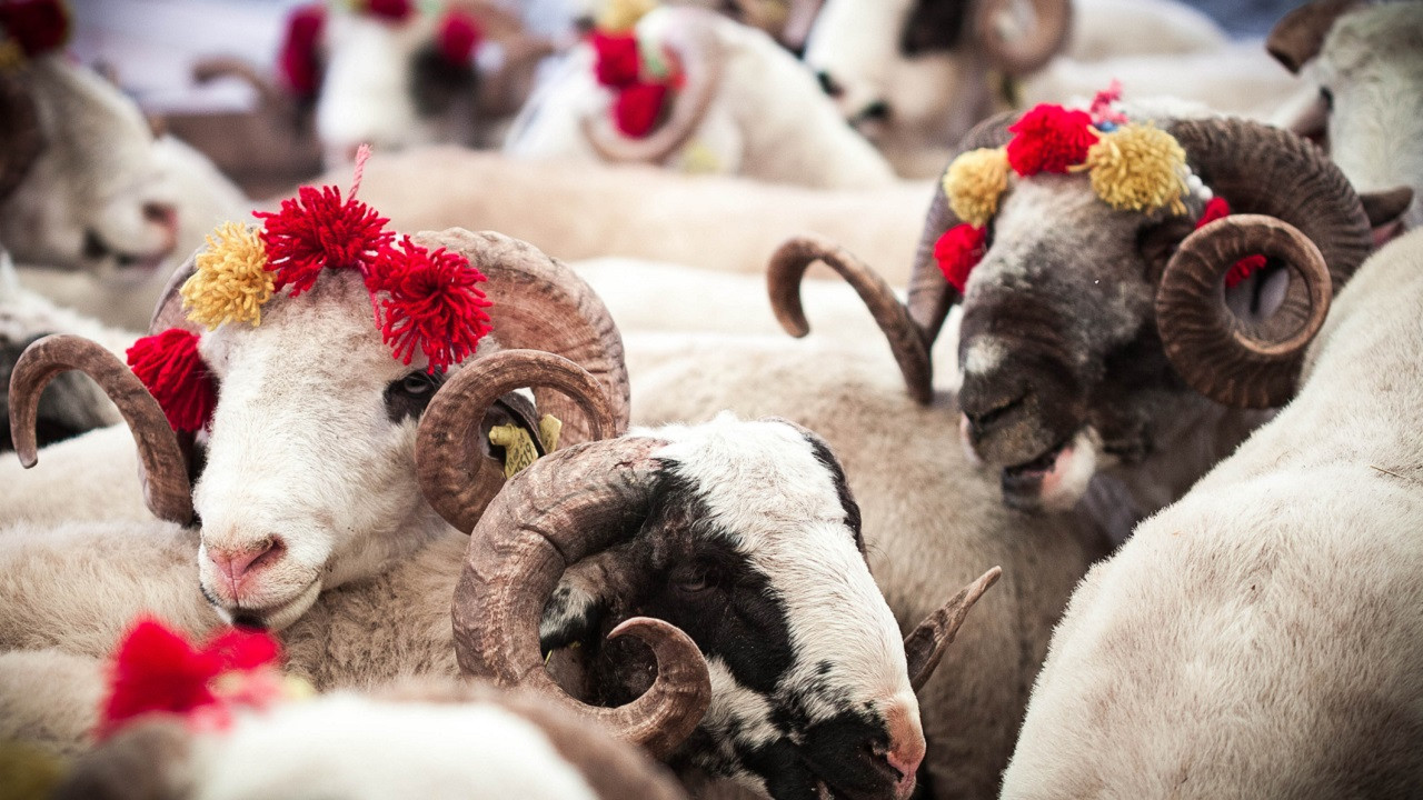 Qurban bayramı sadəcə süfrə, ət və adət bayramına çevrilməməlidir