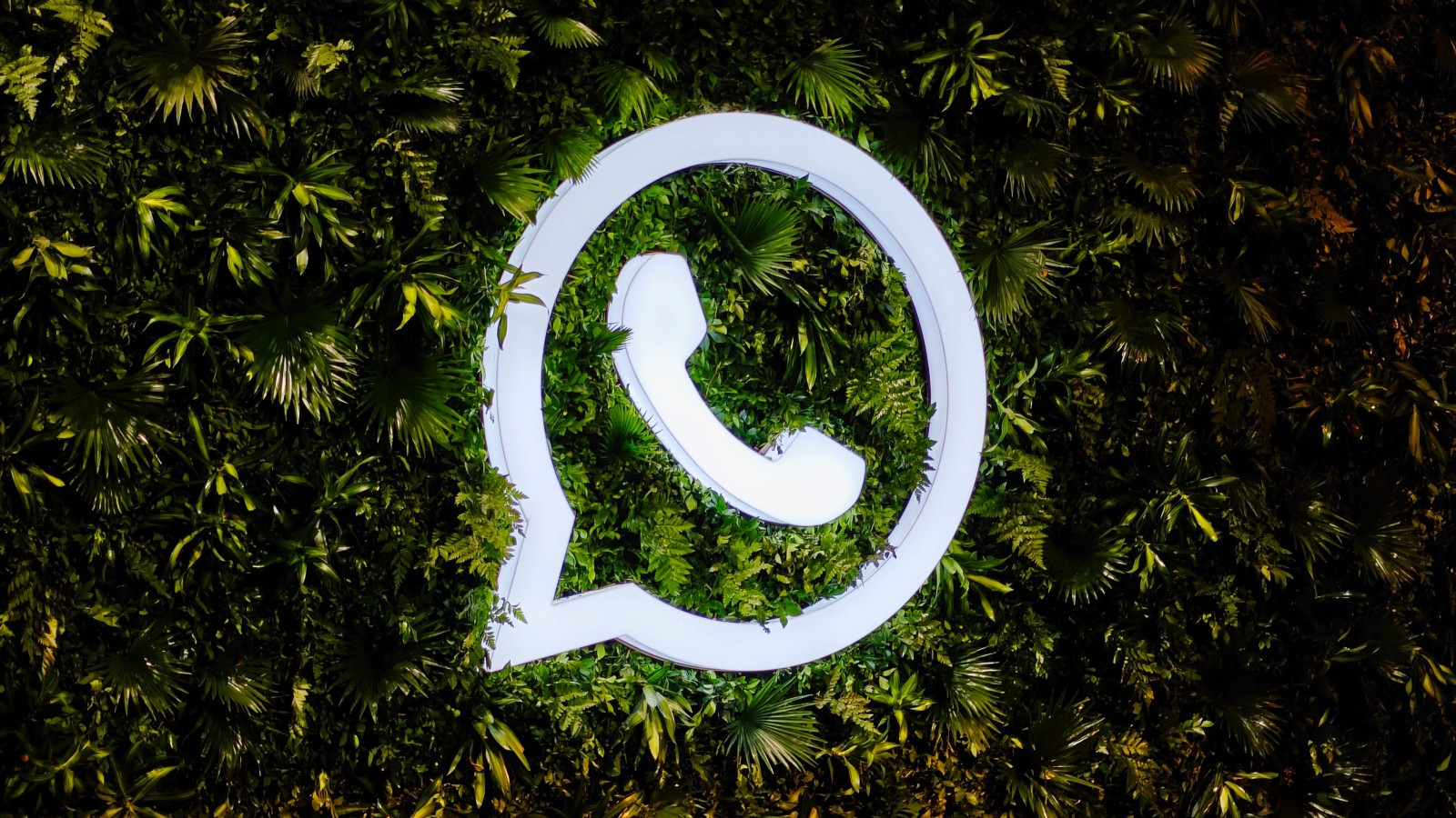 WhatsAppda yenilik: Mesajlar oxunduqdan sonra silinəcək
