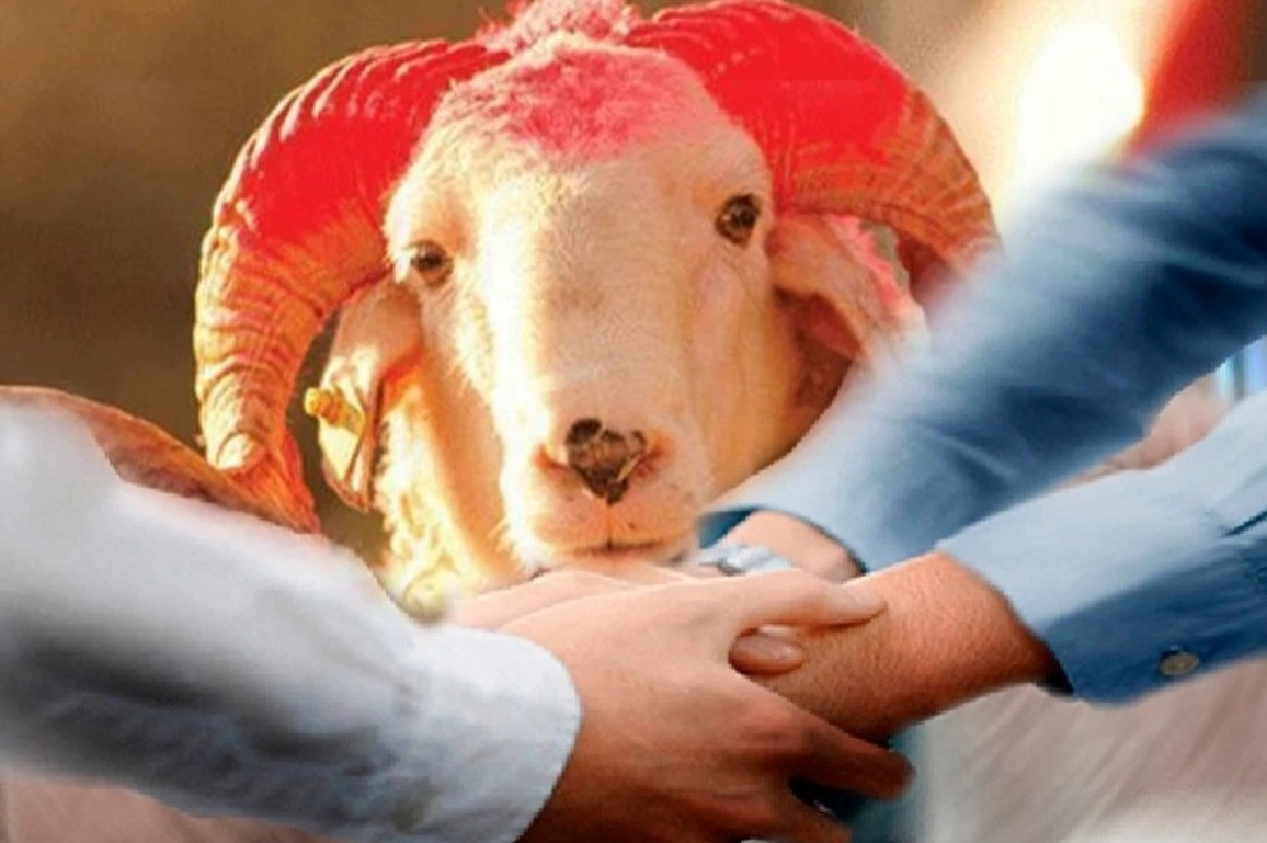 Qurban kəsdirmək istəyənlərin diqqətinə: Bu məqamlara diqqət edin