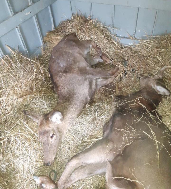 Qəbələdə adı &ldquo;Qırmızı kitab&rdquo;a düşən maralları satmaq istəyən şəxs tutulub - FOTO