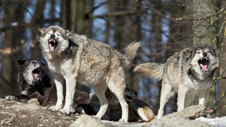 Bakıda canavar 54 yaşlı kişiyə hücum etdi&nbsp;-&nbsp;VİDEO