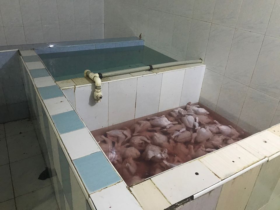 Bakıda quş sexində yoxlama oldu