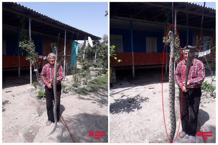 Ucarda&nbsp;nəhəng gürzə ilanı öldürüldü - FOTO