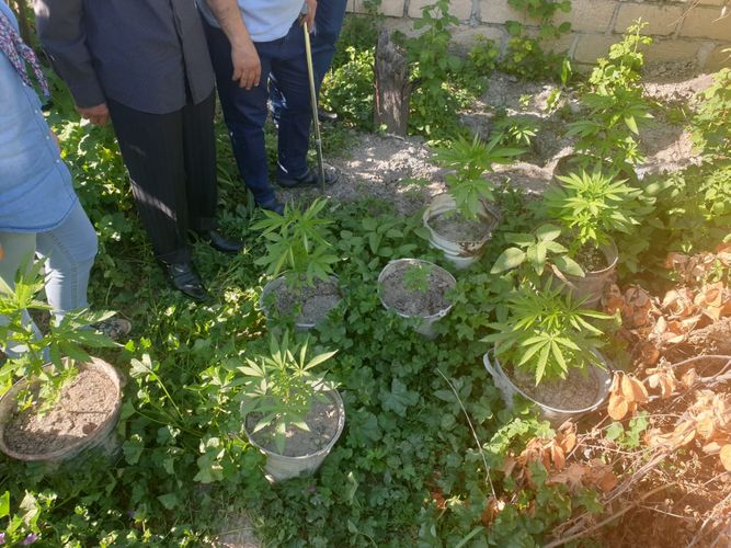 Narkotik bitki becərən bərbər tutuldu - İki rayonda əməliyyat