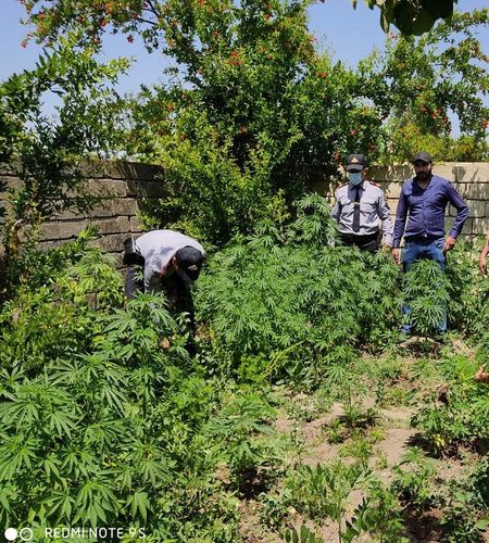 Saatlı sakini 8 kq-dan çox narkotiklə tutuldu - FOTO
