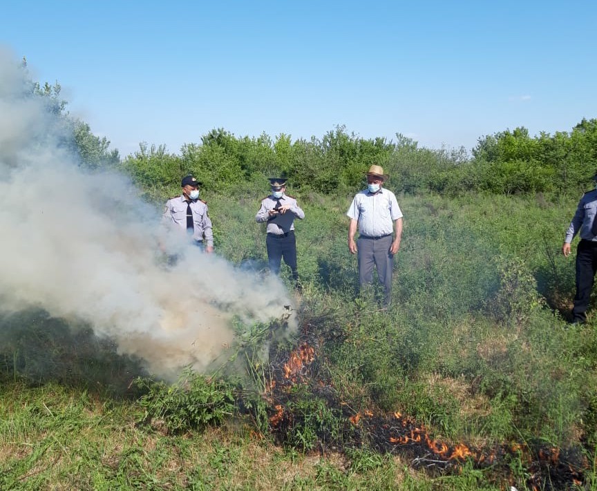 Azərbaycanda 2 hektar sahədə 1 ton narkotik bitki aşkarlandı