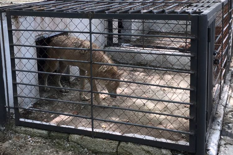 Heyvanları qəfəsdə saxlayan restoran sahibi2 min manat cərimələndi
