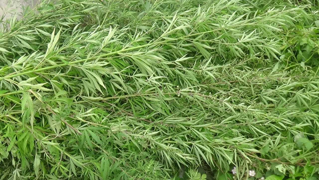 Lerikdə 4 tondan çox xaş-xaş kolu məhv edilib&nbsp;