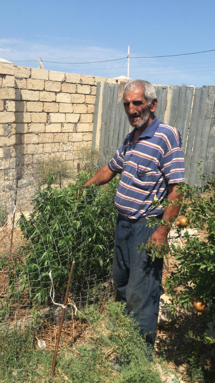 Xızıda narkotik becərən şəxs saxlanılıb - FOTO