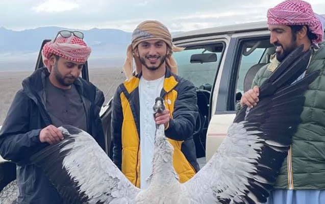 Ərəblər Azərbaycanda nadir quş növünü ovlayır:&nbsp;"Qarşılarına çıxan hər şeyi məhv edirlər" - ETSN hara baxır? + FOTO/VİDEO