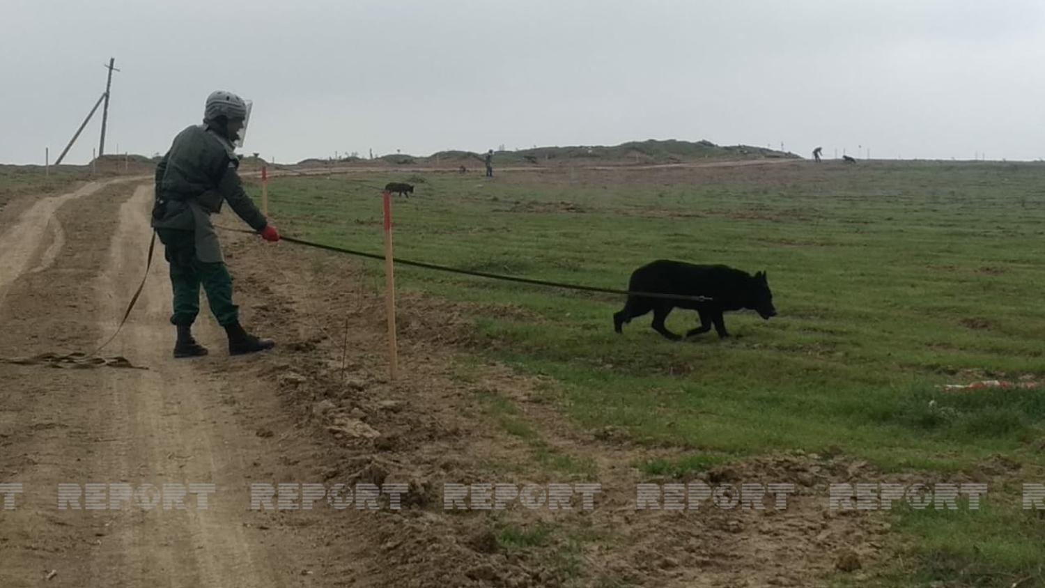 Qarabağ zonasında daha 50 hektar ərazi mina və partlamamış hərbi sursatlardan təmizlənib
