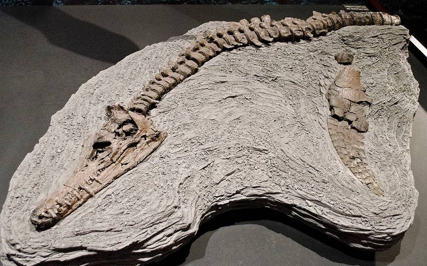 Çində naməlum dinozavr cinsinin qalıqları tapılıb - FOTO