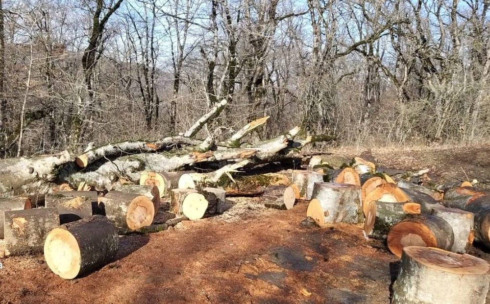 Ağdaş, Salyan, Şəmkir və Ağcabədidə ağackəsmə faktları ilə bağlı cinayət işi açılıb