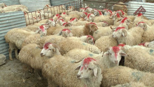 134 ünvanda qurbanlıq heyvanların satışı və kəsimi aparılacaq