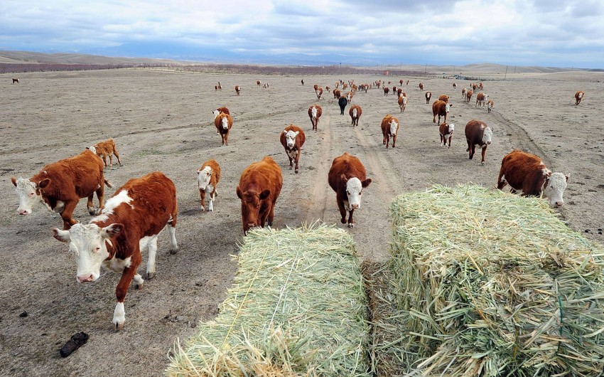 HEYVANDARLIĞA BÖYÜK TƏHLÜKƏ: xüsusi yetişdirilən milyonlarla milçək təyyarələrdən havaya buraxılacaq - Bu, qarşısını alacaqmı?