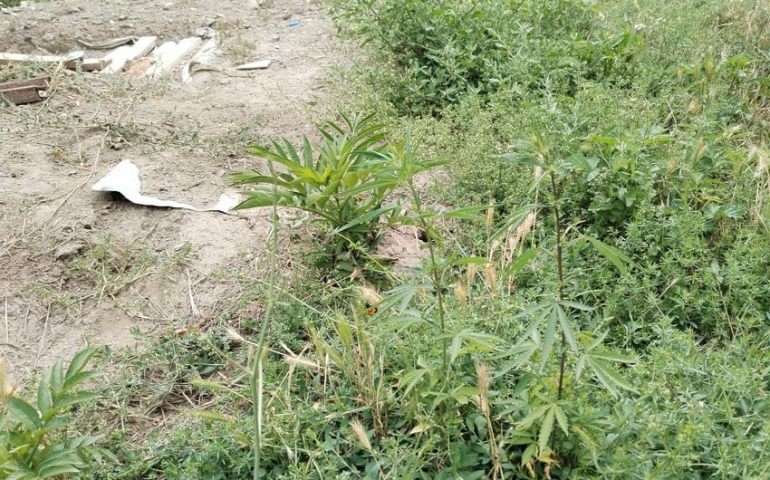 Zəngilanda yabanı halda bitən narkotik bitkilər məhv edilib