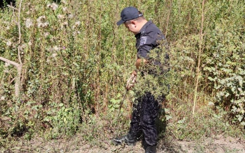 Zaqatalada polis əməliyyatı: 2,4 ton narkotik tərkibli bitki məhv edilib