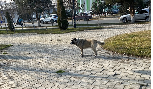 Küçə itləri 9 yaşlı uşağa hücum edib