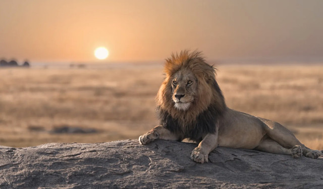 "Serengeti kralı" gənc rəqibləri tərəfindən öldürüldü - VİDEO