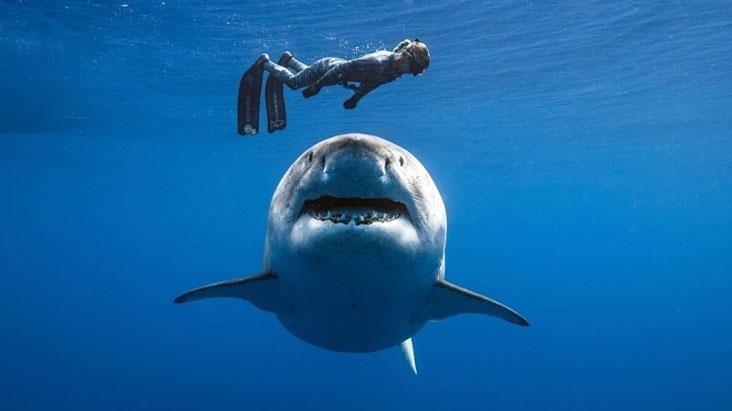Misir çimərliyində daha bir vahim hadisə: köpək balığı qadının qolunu apardı